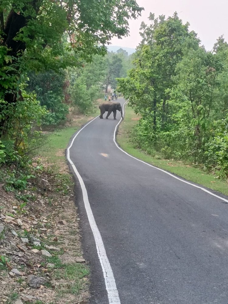 दिन दहाड़े पक्‍की सड़कों पर घूम रहा हाथियों का दल, दहशत में बालाझर के ग्रामीण, विभाग के रवैये पर जताई नाराजगी, कहा खुद भगा रहे हाथियों को, विभाग का दावा स्थिति पर है नजर