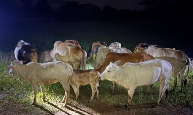 ऑपरेशन शंखनाद: जशपुर पुलिस ने छुड़ाया 13 नग गौ वंशों को तस्करों के चंगुल से