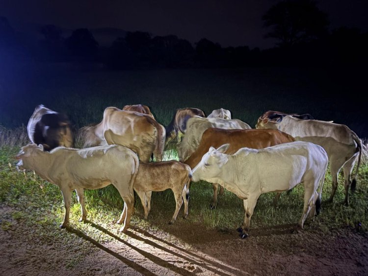 ऑपरेशन शंखनाद: जशपुर पुलिस ने छुड़ाया 13 नग गौ वंशों को तस्करों के चंगुल से