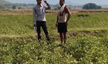 राष्ट्रीय बागवानी मिशन योजना का किसानों को मिल रहा लाभ 