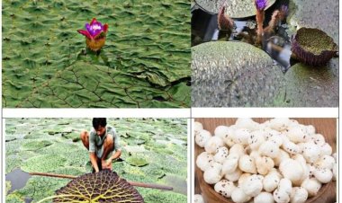 मुख्यमंत्री विष्णु देव साय के प्रयास से छत्तीसगढ़ मखाना बोर्ड में शामिल…