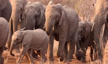 CG – कोरबा में दंतैल हाथियों ने उत्पात मचाते हुए ढहाया मकान, ग्रामीणों में भारी दहशत पढ़े पूरी ख़बर