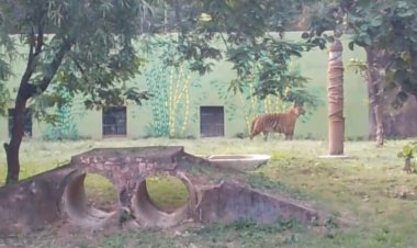 कानन पेंडारी में 22 वर्षीय बाघिन “रागिनी” का निधन