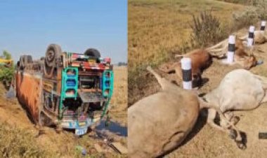 दर्दनाक हादसा: मवेशियों से भरा कंटेनर पलटा, 50 से ज्यादा गायों की मौके पर मौत, गांव में आक्रोश