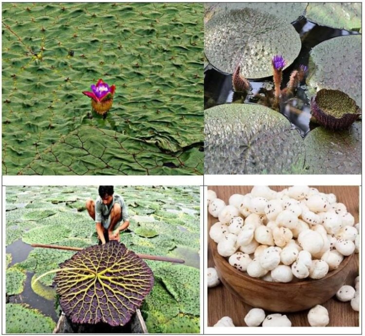 मुख्यमंत्री विष्णु देव साय के प्रयास से छत्तीसगढ़ मखाना बोर्ड में शामिल…