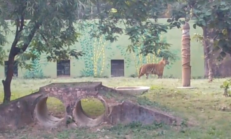 कानन पेंडारी में 22 वर्षीय बाघिन “रागिनी” का निधन