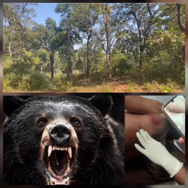 बीजापुर के जंगल में शिक्षादूत पर भालू ने किया हमला, उपचार जारी