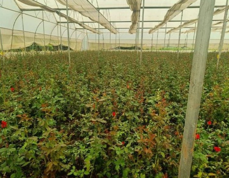 खेतों में अब सिर्फ धान नहीं, खुशबू भी उग रही है