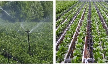 प्रधानमंत्री कृषि सिंचाई योजना : स्प्रिंकलर एवं ड्रिप सिंचाई से किसानों को बहुआयामी लाभ