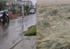 मध्य प्रदेश में बदला मौसम, भोपाल-उज्जैन समेत 20 जिलों में बारिश, फसलों को पहुंचा नुकसान